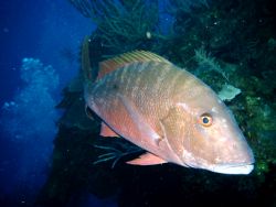 Snapper by Peter Foulds 
